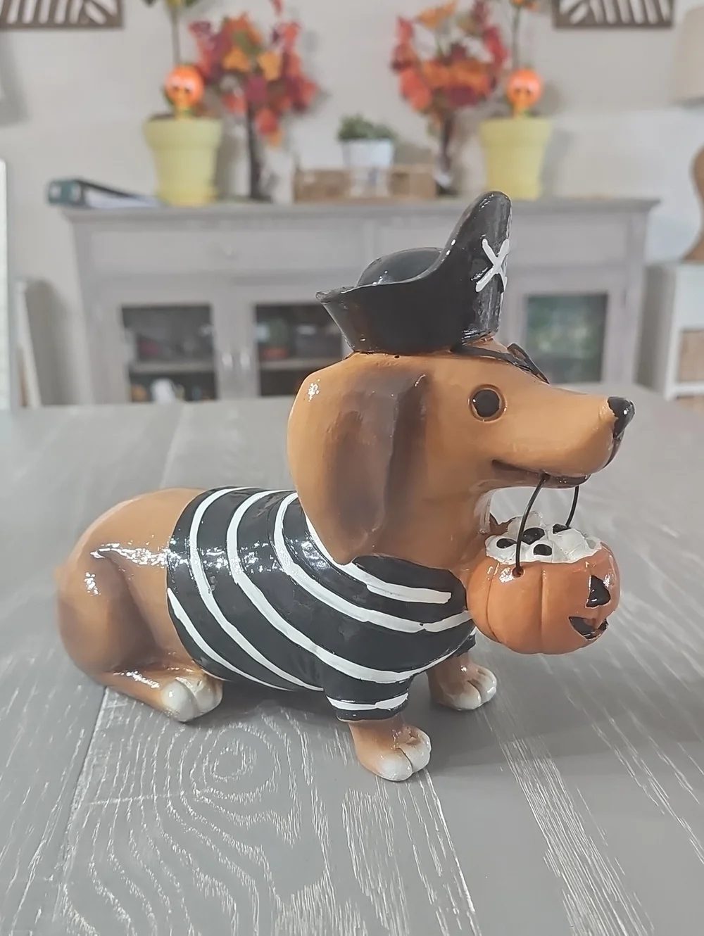New! Halloween Pirate Costume Dachshund Dog with Trick Or Treat Pumpkin